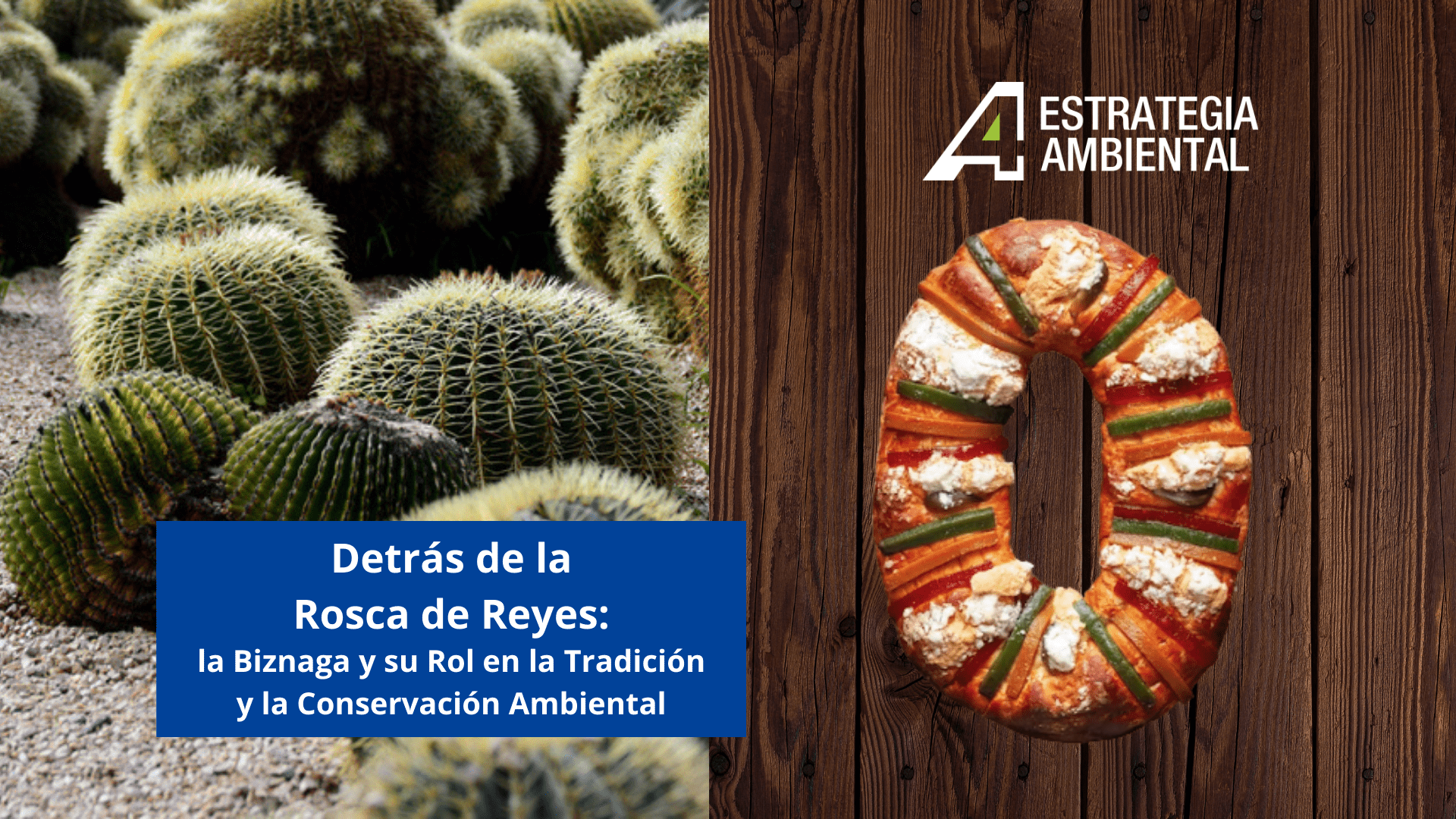 Detrás de la Rosca de Reyes: La Biznaga y su Rol en la Tradición y la Conservación Ambiental