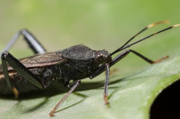 Día Mundial de la Enfermedad de Chagas